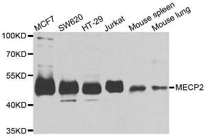 Western blot analysis of extracts of various cell lines, using MECP2 antibody. (MECP2 anticorps  (AA 1-100))