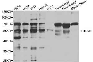 Western blot analysis of extracts of various cell lines, using HTR2B antibody (ABIN5973312) at 1/1000 dilution. (Serotonin Receptor 2B anticorps)