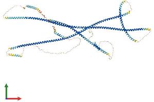AlphaFold protein structure predicition of Mouse Recombinant Golga2 Protein, UniprotID Q921M4