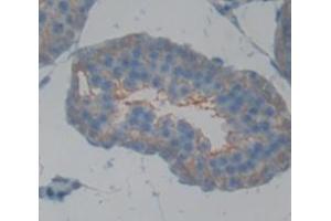 Figure. (CD40 anticorps  (AA 24-193))
