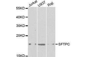 Western blot analysis of extracts of various cell lines, using SFTPC antibody. (Surfactant Protein C anticorps  (AA 1-197))