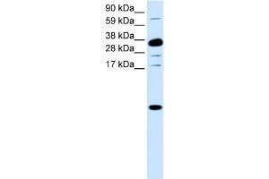 WB Suggested Anti-CXCL1 Antibody Titration:  0. (CXCL1 anticorps  (Middle Region))