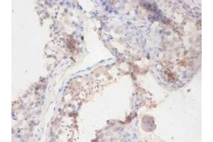 Immunohistochemistry of paraffin-embedded human testis tissue using ABIN7141195 at dilution of 1:100 (Butyrylcholinesterase anticorps  (AA 1-141))