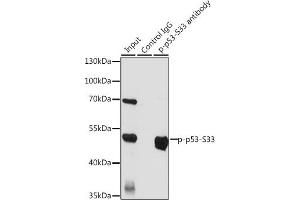 Immunoprecipitation analysis of 200 μg extracts of HT-29 cells, using 3 μg Phospho-p53-S33 pAb (ABIN6135330, ABIN6136276, ABIN6136277 and ABIN6225656). (p53 anticorps  (pSer33))