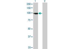 Western Blot analysis of PCDHGA8 expression in transfected 293T cell line by PCDHGA8 monoclonal antibody (M01), clone 1C11. (PCDHGA8 anticorps  (AA 357-444))