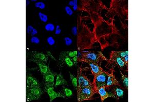 Immunocytochemistry/Immunofluorescence analysis using Mouse Anti-Alpha Synuclein Monoclonal Antibody, Clone 4F1 (ABIN5564109). (SNCA anticorps  (Atto 488))