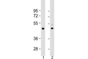 Western blot testing of 1) human heart lysate and 2) mouse heart lysate with TPRA1 antibody at 1:2000. (GPR175 anticorps  (AA 16-47))