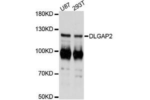 Western blot analysis of extracts of various cell lines, using DLGAP2 antibody (ABIN6292252) at 1:3000 dilution.