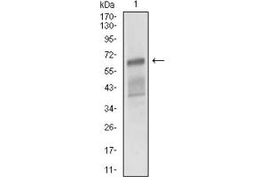 Western blot analysis using ALCAM antibody against NIH/3T3 cell lysate. (CD166 anticorps  (AA 48-216))