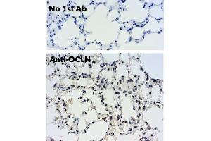 anti-Occludin (OCLN) (C-Term) antibody