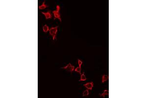 ABIN6269005 staining 293 by IF/ICC.