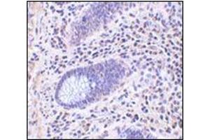 Immunohistochemistry of Lano in human colon tissue with this product at 10 μg/ml. (LRRC1 anticorps  (C-Term))
