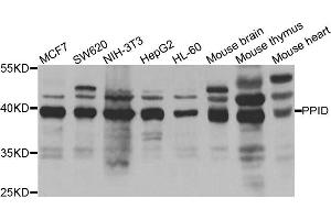 Western blot analysis of extracts of various cell lines, using PPID antibody. (PPID anticorps)