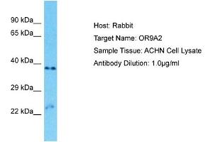 Host: Rabbit Target Name: OR9A2 Sample Type: ACHN Whole Cell lysates Antibody Dilution: 1. (OR9A2 anticorps  (C-Term))