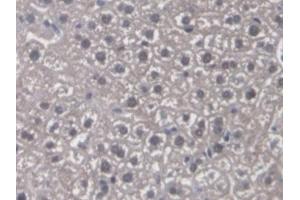 Detection of CYP-40 in Mouse Liver Tissue using Polyclonal Antibody to Cyclophilin 40 (CYP-40) (PPID anticorps  (AA 9-189))