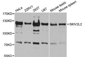 Western blot analysis of extracts of various cell lines, using SKIV2L2 antibody. (MTR4 anticorps  (AA 1-304))