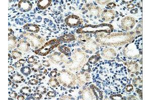Image no. 1 for anti-Heterogeneous Nuclear Ribonucleoprotein F (HNRNPF) (C-Term) antibody (ABIN202472)