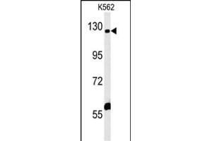 IQSEC3 Antibody (N-term) (ABIN652154 and ABIN2840570) western blot analysis in K562 cell line lysates (35 μg/lane). (IQSEC3 anticorps  (N-Term))