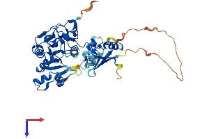 AlphaFold protein structure predicition of Human Recombinant MTHFSD Protein, UniprotID Q2M296