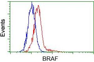 Flow cytometric analysis of Hela cells, using anti-BRAF antibody (ABIN2452815), (Red) compared to a nonspecific negative control antibody (TA50011) (Blue). (BRAF anticorps)