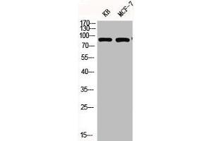 Western Blot analysis of KB MCF7 cells using Phospho-Stat3 (Y705) Polyclonal Antibody