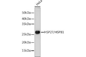 Western blot analysis of extracts of HeLa cells, using HSP27/HSP27/HSPB1 antibody (ABIN7267568) at 1:1000 dilution. (HSP27 anticorps  (AA 1-120))