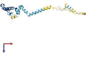 AlphaFold protein structure predicition of Mouse Recombinant Dnajc5 Protein, UniprotID P60904
