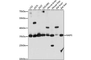 Western blot analysis of extracts of various cell lines, using NAIF1 antibody. (NAIF1 anticorps)