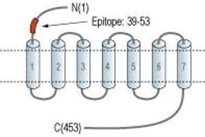 Cholecystokinin B Receptor (CCKBR) peptide