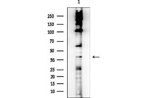 anti-Relaxin/insulin-Like Family Peptide Receptor 4 (RXFP4) (C-Term) antibody