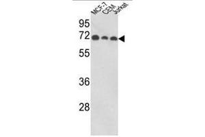 Western blot analysis of ABI1 Antibody (N-term) in MCF-7, CEM, Jurkat cell line lysates (35ug/lane). (ABI1 anticorps  (N-Term))