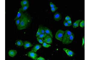Immunofluorescent analysis of HepG2 cells using ABIN7160861 at dilution of 1:100 and Alexa Fluor 488-congugated AffiniPure Goat Anti-Rabbit IgG(H+L)