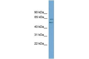 WB Suggested Anti-Nab2 Antibody Titration:  0. (NAB2 anticorps  (Middle Region))