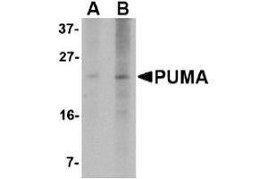 Western Blotting (WB) image for anti-BCL2 Binding Component 3 (BBC3) (AA 76-170) antibody (ABIN492517) (PUMA anticorps  (AA 76-170))