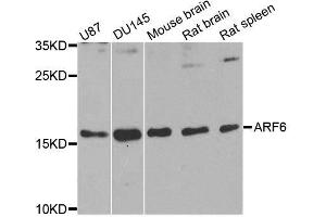 Western blot analysis of extracts of various cell lines, using ARF6 antibody. (ARF6 anticorps  (AA 1-175))