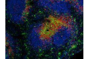 Immunofluorescence (IF) image for anti-CD4 (CD4) antibody (Alexa Fluor 594) (ABIN2656832)