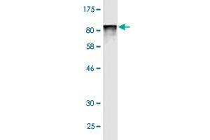 Western Blot detection against Immunogen (79.