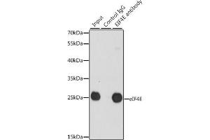 Immunoprecipitation analysis of 200 μg extracts of 293T cells, using 3 μg eIF4E antibody (ABIN3023084, ABIN3023085, ABIN3023086, ABIN1512857 and ABIN6219382). (EIF4E anticorps  (AA 1-100))