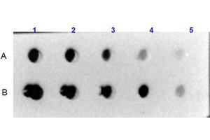 Dot Blot results using Rabbit Anti-Collagen VI Antibody.