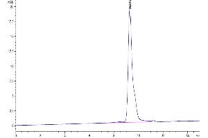 The purity of SARS-CoV-2 3CLpro (F140A) is greater than 95 % as determined by SEC-HPLC. (SARS-Coronavirus Nonstructural Protein 8 (SARS-CoV NSP8) (F140A) Protéine)