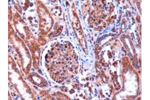 ABIN184774 (1µg/ml) staining of paraffin embedded Human Kidney. (KIF5B anticorps  (C-Term))