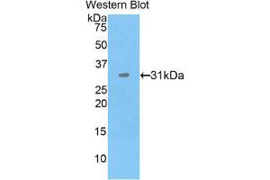 Western Blotting (WB) image for anti-Protein Disulfide Isomerase Family A, Member 3 (PDIA3) (AA 162-416) antibody (ABIN1860170) (PDIA3 anticorps  (AA 162-416))
