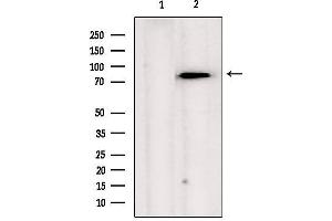Western blot analysis of extracts from hela, using TRAP1  Antibody. (TRAP1 anticorps  (Internal Region))