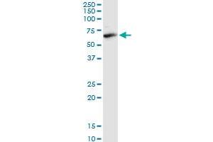 FAAH monoclonal antibody (M01), clone 2G8.