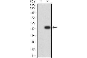 Western blot analysis using ASH2L mAb against HEK293 (1) and ASH2L (AA: 493-628)-hIgGFc transfected HEK293 (2) cell lysate.