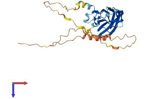 AlphaFold protein structure predicition of Mouse Recombinant Rims4 Protein, UniprotID P60191