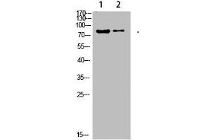 Western Blot analysis of 1,hela 2,3T3 cells using primary antibody diluted at 1:500(4 °C overnight). (COL8a2 anticorps  (AA 611-660))