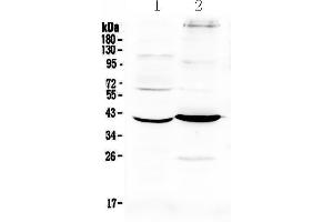 Western blot analysis of Follistatin using anti-Follistatin antibody . (Follistatin anticorps  (AA 31-261))