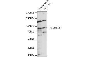 Western blot analysis of extracts of various cell lines, using PCDHB16 antibody (ABIN6291191) at 1:1000 dilution. (PCDHB16 anticorps)