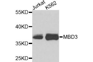 Western blot analysis of extracts of various cell lines, using MBD3 antibody (ABIN5971257) at 1/1000 dilution. (MBD3 anticorps)